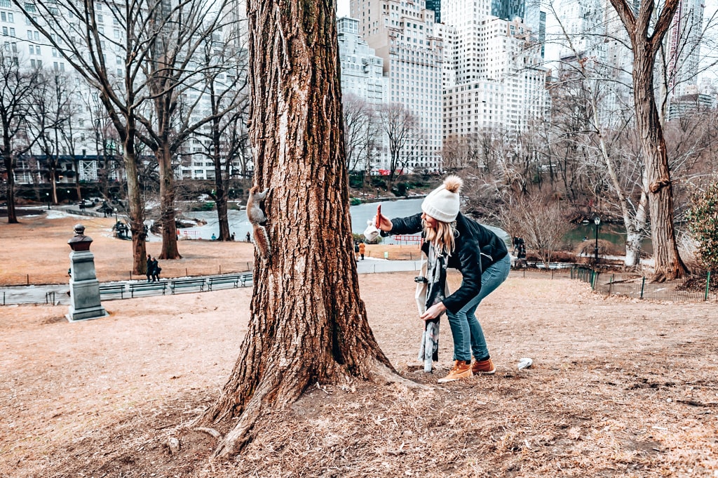 Parc dans New York rencontre d'un écureuil